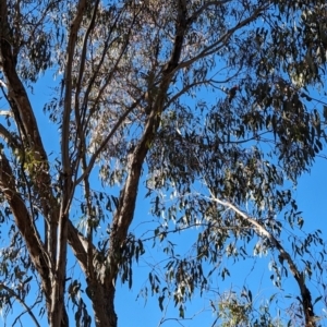 Callocephalon fimbriatum at Red Hill, ACT - suppressed