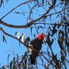 Callocephalon fimbriatum at Red Hill, ACT - 26 Jul 2023