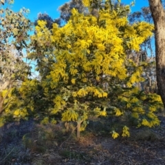 Acacia baileyana (Cootamundra Wattle, Golden Mimosa) at Tuggeranong, ACT - 26 Jul 2023 by Mike