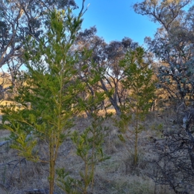 Acacia decurrens (Green Wattle) at Wanniassa Hill - 26 Jul 2023 by Mike