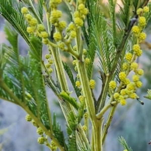 Acacia decurrens at Tuggeranong, ACT - 26 Jul 2023