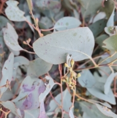 Eucalyptus polyanthemos subsp. polyanthemos (Red Box) at Tuggeranong, ACT - 26 Jul 2023 by Mike