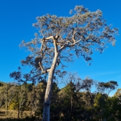 Eucalyptus polyanthemos subsp. polyanthemos at Tuggeranong, ACT - 26 Jul 2023