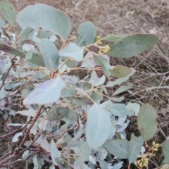 Eucalyptus polyanthemos subsp. polyanthemos at Wanniassa Hill - 26 Jul 2023