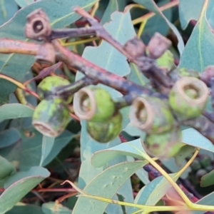 Eucalyptus bridgesiana at Tuggeranong, ACT - 26 Jul 2023