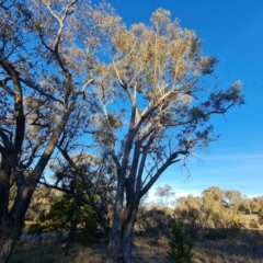 Eucalyptus bridgesiana at Tuggeranong, ACT - 26 Jul 2023