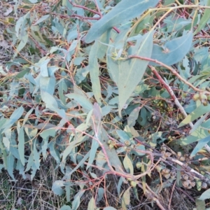 Eucalyptus bridgesiana at Tuggeranong, ACT - 26 Jul 2023