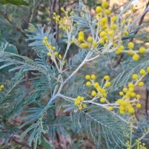 Acacia dealbata subsp. dealbata at Tuggeranong, ACT - 26 Jul 2023
