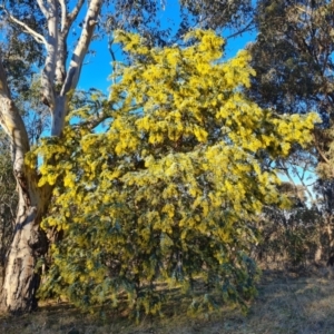 Acacia baileyana at Tuggeranong, ACT - 26 Jul 2023