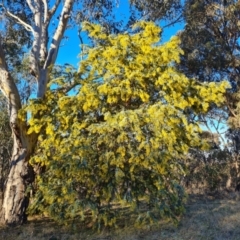 Acacia baileyana (Cootamundra Wattle, Golden Mimosa) at Wanniassa Hill - 26 Jul 2023 by Mike