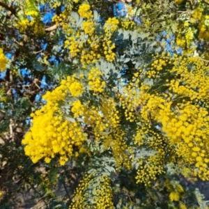 Acacia baileyana at Tuggeranong, ACT - 26 Jul 2023