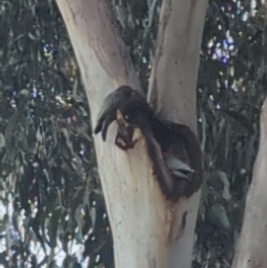 Callocephalon fimbriatum at Watson, ACT - 26 Jul 2023