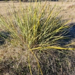 Lomandra multiflora (Many-flowered Matrush) at Wanniassa Hill - 26 Jul 2023 by Mike