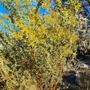 Acacia cultriformis at Tuggeranong, ACT - 26 Jul 2023