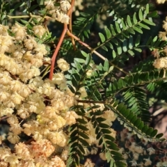 Acacia terminalis (Sunshine Wattle) at Tuggeranong, ACT - 26 Jul 2023 by Mike