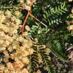 Acacia terminalis (Sunshine Wattle) at Tuggeranong, ACT - 26 Jul 2023 by Mike