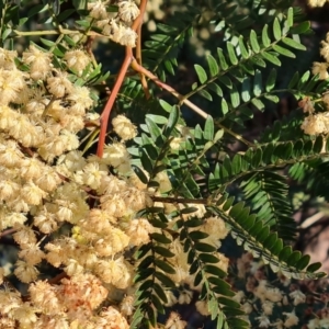 Acacia terminalis at Tuggeranong, ACT - 26 Jul 2023