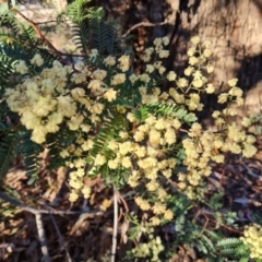 Acacia terminalis at Tuggeranong, ACT - 26 Jul 2023