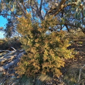 Acacia terminalis at Tuggeranong, ACT - 26 Jul 2023