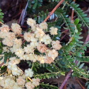 Acacia terminalis at Tuggeranong, ACT - 26 Jul 2023