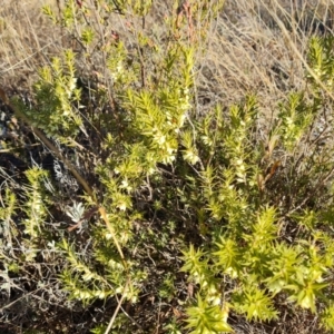 Melichrus urceolatus at Tuggeranong, ACT - 26 Jul 2023