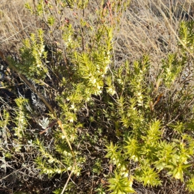 Melichrus urceolatus (Urn Heath) at Tuggeranong, ACT - 26 Jul 2023 by Mike