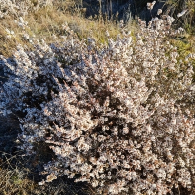 Leucopogon attenuatus (Small-leaved Beard Heath) at Wanniassa Hill - 26 Jul 2023 by Mike