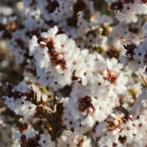 Styphelia attenuata at Tuggeranong, ACT - 26 Jul 2023