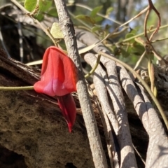 Kennedia rubicunda (Dusky Coral Pea) at Jerrawangala National Park - 13 Jul 2023 by AnneG1