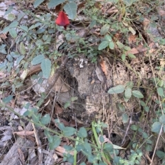 Kennedia rubicunda at Jerrawangala, NSW - 13 Jul 2023 11:24 AM