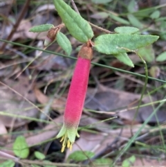Correa reflexa (Common Correa, Native Fuchsia) at Jerrawangala National Park - 13 Jul 2023 by AnneG1