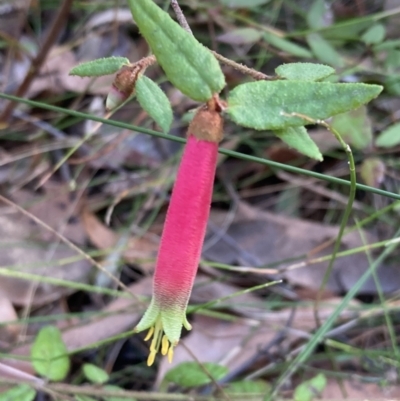 Correa reflexa (Common Correa, Native Fuchsia) at Jerrawangala National Park - 13 Jul 2023 by AnneG1