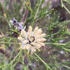 Petrophile pulchella (Conesticks) at Jervis Bay National Park - 20 Jul 2023 by AnneG1