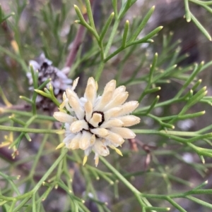 Petrophile pulchella at Hyams Beach, NSW - suppressed