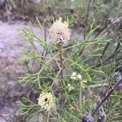 Petrophile pulchella at Hyams Beach, NSW - suppressed