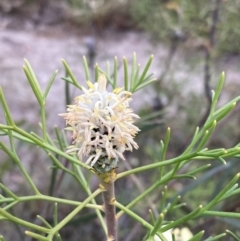 Petrophile pulchella at Hyams Beach, NSW - suppressed