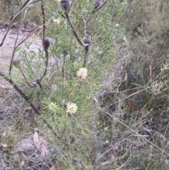 Petrophile pulchella at Hyams Beach, NSW - suppressed