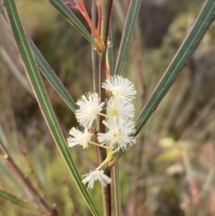 Acacia suaveolens (Sweet Wattle) at Jervis Bay National Park - 20 Jul 2023 by AnneG1