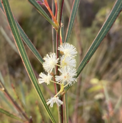 Acacia suaveolens (Sweet Wattle) at Hyams Beach, NSW - 20 Jul 2023 by AnneG1