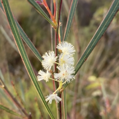 Acacia suaveolens (Sweet Wattle) at Jervis Bay National Park - 20 Jul 2023 by AnneG1