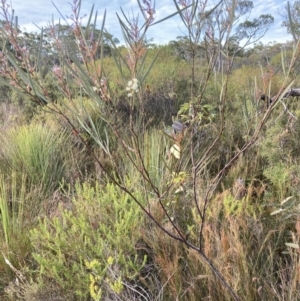 Acacia suaveolens at Hyams Beach, NSW - 20 Jul 2023 04:09 PM