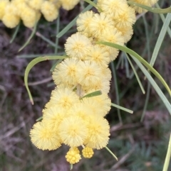 Acacia elongata (Swamp Wattle) at Jervis Bay National Park - 20 Jul 2023 by AnneG1