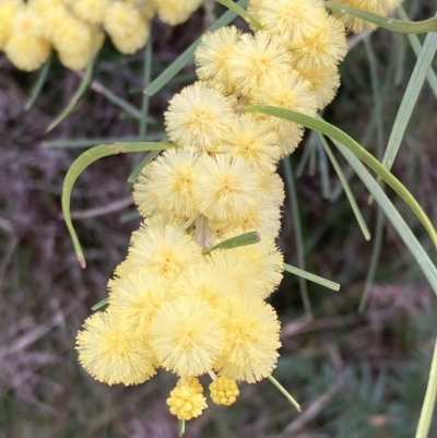 Acacia elongata (Swamp Wattle) at Jervis Bay National Park - 20 Jul 2023 by AnneG1