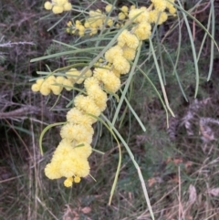 Acacia elongata at Hyams Beach, NSW - 20 Jul 2023