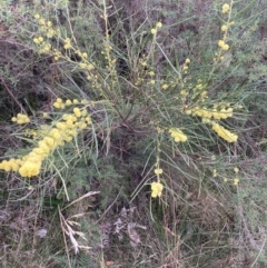 Acacia elongata at Hyams Beach, NSW - 20 Jul 2023