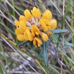 Pultenaea rosmarinifolia (Rosemary Bush-pea) at Hyams Beach, NSW - 20 Jul 2023 by AnneG1