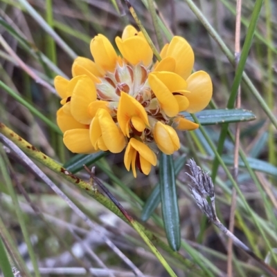 Pultenaea rosmarinifolia (Rosemary Bush-pea) at Jervis Bay National Park - 20 Jul 2023 by AnneG1