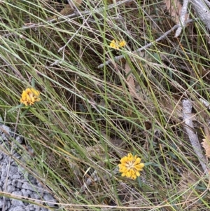 Pultenaea rosmarinifolia at Hyams Beach, NSW - 20 Jul 2023 03:52 PM