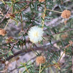 Acacia ulicifolia at Vincentia, NSW - 20 Jul 2023
