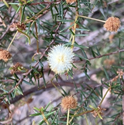 Acacia ulicifolia (Prickly Moses) at Jervis Bay National Park - 20 Jul 2023 by AnneG1